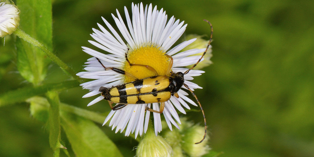 Cerambycidae: Leptura maculata?  ora, Rutpela maculata maculata  m & fa